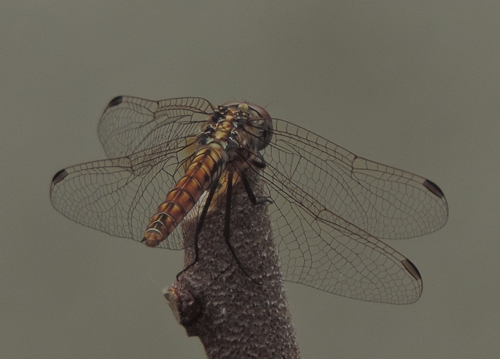 Trithemis annulata, femmina  (Libellulidae)